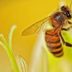 Close-up of a honey bee collecting nectar on a pale yellow flower with a soft green background behind it.