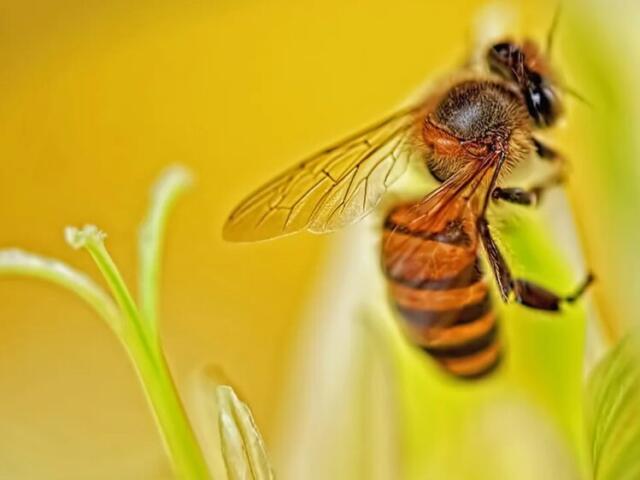 Close-up of a honey bee collecting nectar on a pale yellow flower with a soft green background behind it.