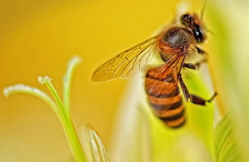 Close-up of a honey bee collecting nectar on a pale yellow flower with a soft green background behind it.