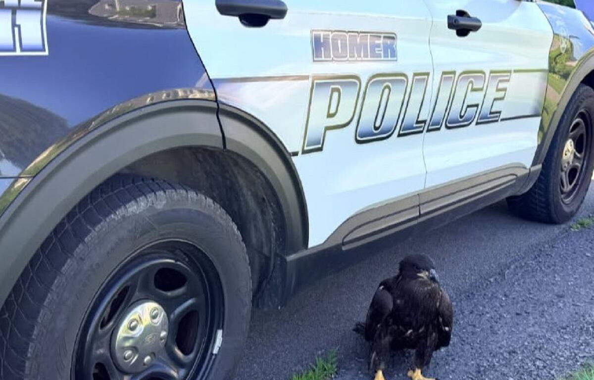 Dark hawk standing on a gravel driveway beside a light-blue police SUV with large 'POLICE' lettering on the door.