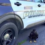 Dark hawk standing on a gravel driveway beside a light-blue police SUV with large 'POLICE' lettering on the door.