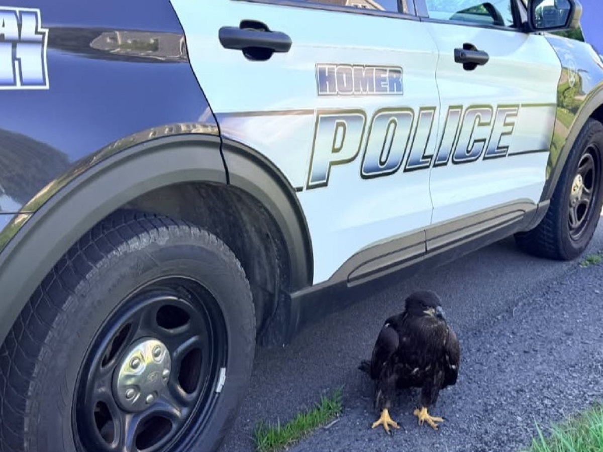 Dark hawk standing on a gravel driveway beside a light-blue police SUV with large 'POLICE' lettering on the door.