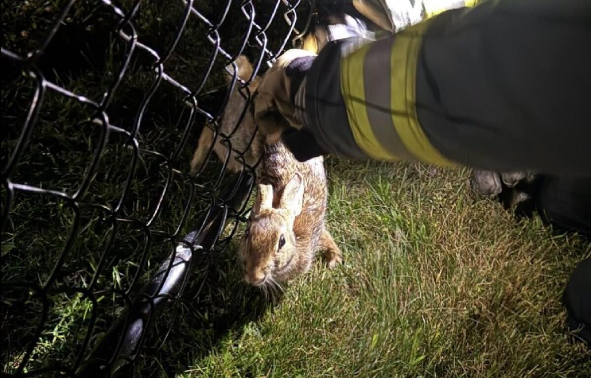 Firefighter in a reflective jacket reaches through a chain-link fence to rescue a brown rabbit from the grass.
