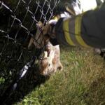 Firefighter in a reflective jacket reaches through a chain-link fence to rescue a brown rabbit from the grass.