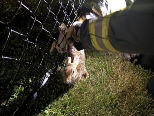 Firefighter in a reflective jacket reaches through a chain-link fence to rescue a brown rabbit from the grass.