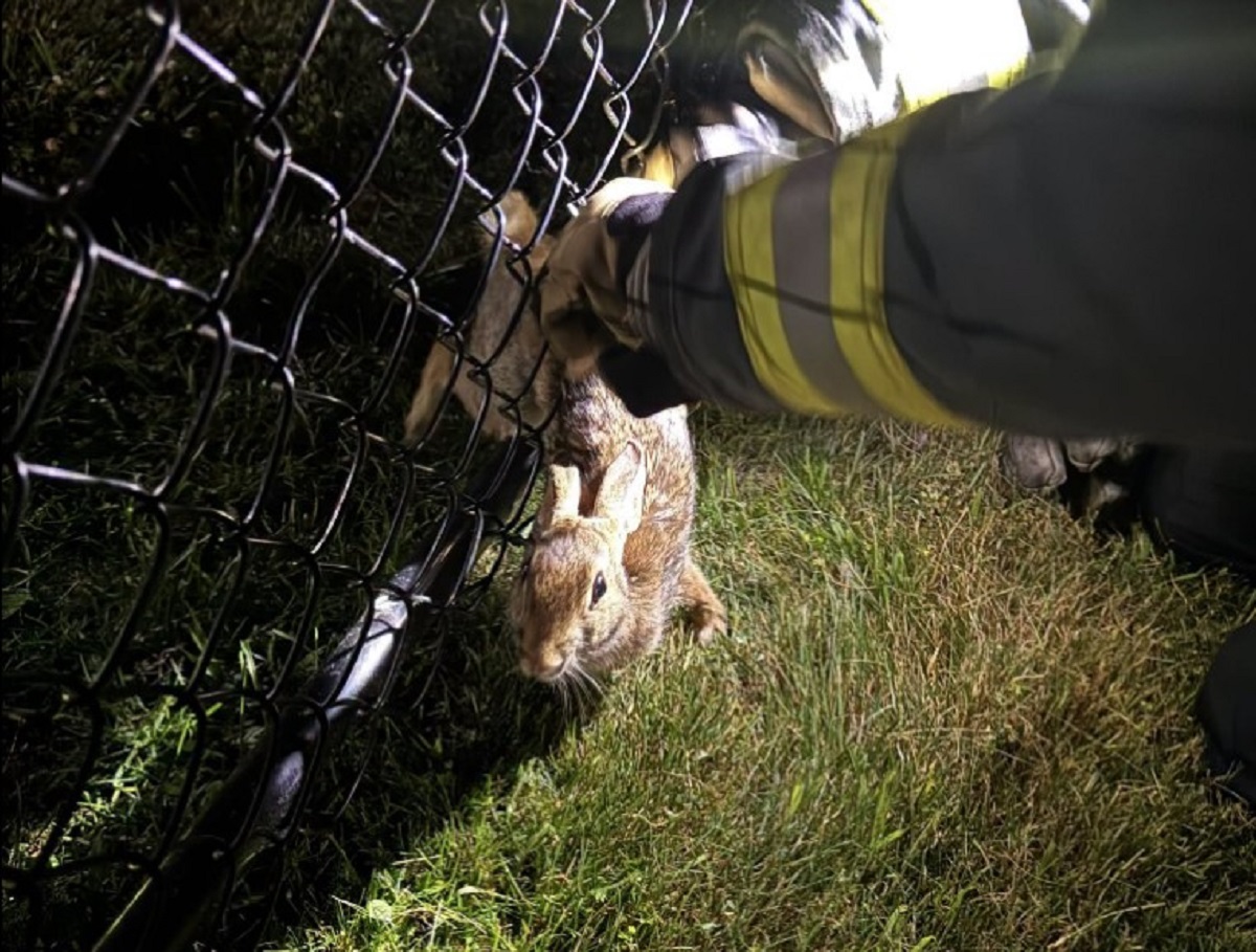 Firefighter in a reflective jacket reaches through a chain-link fence to rescue a brown rabbit from the grass.