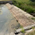A decaying wooden ramp leads into a murky algae‑covered pond with overgrown vegetation nearby.