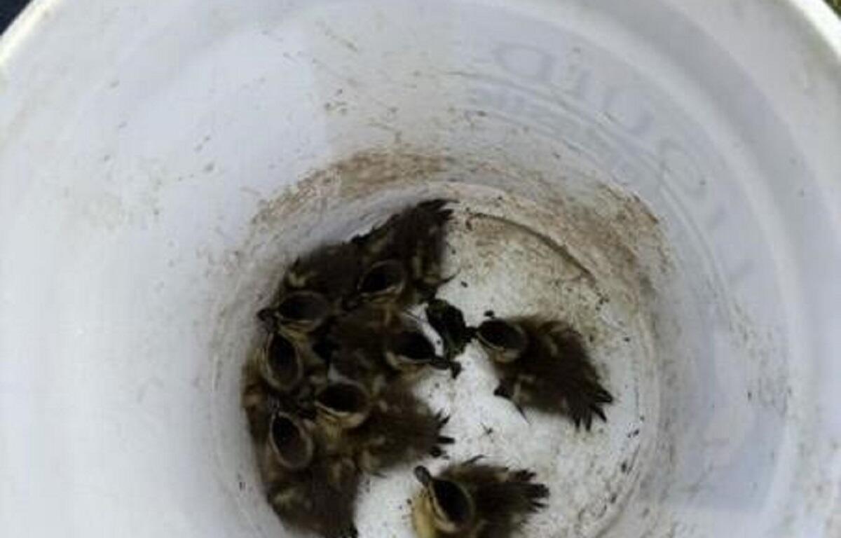 Several newborn birds crowd together at the bottom of a white bucket.