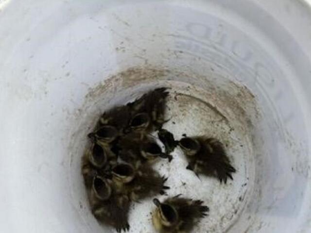 Several newborn birds crowd together at the bottom of a white bucket.