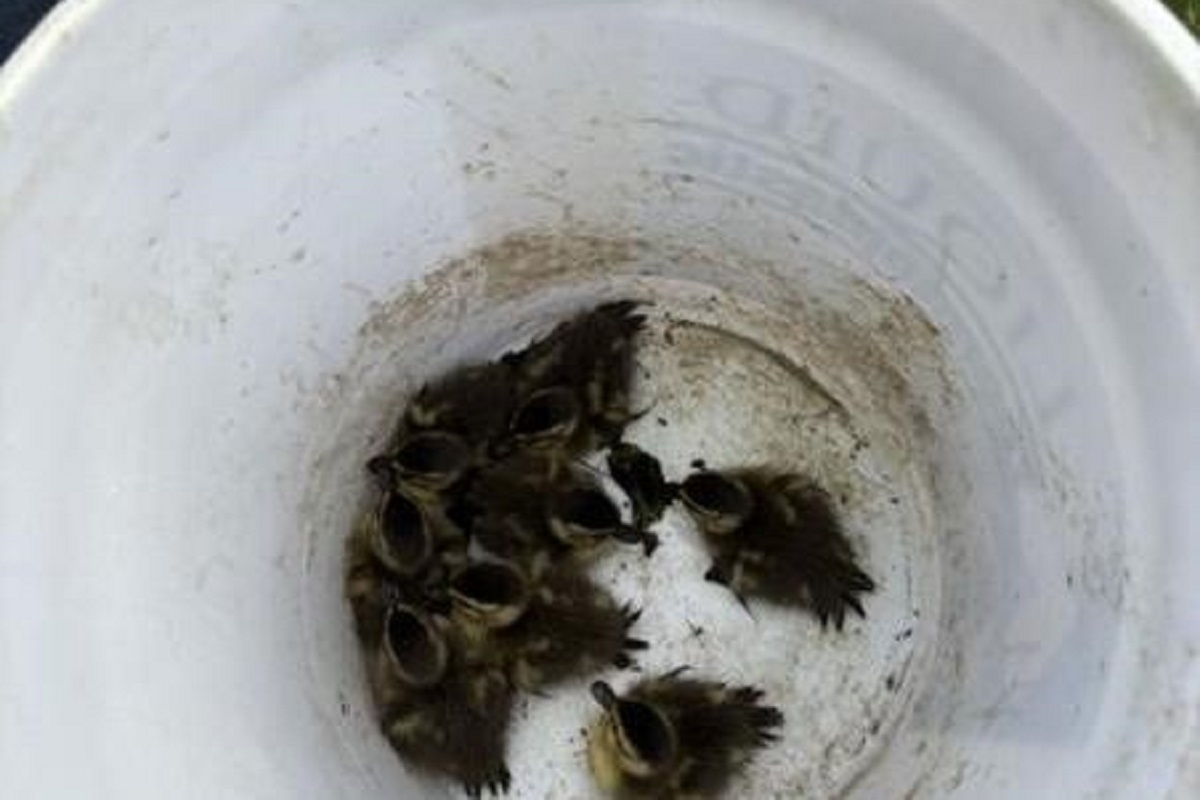Several newborn birds crowd together at the bottom of a white bucket.