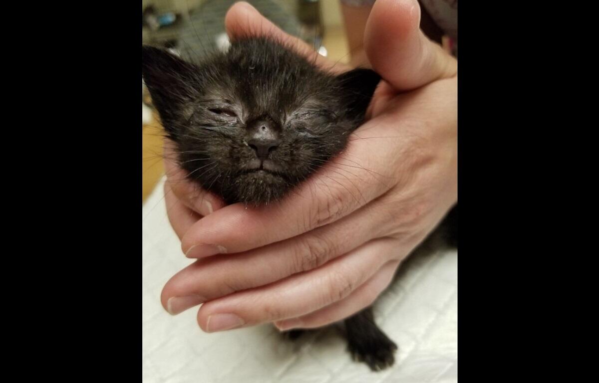 Tiny black kitten cradled gently in an adult's hands, eyes closed and sleeping.