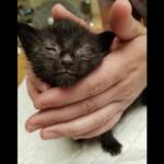 Tiny black kitten cradled gently in an adult's hands, eyes closed and sleeping.