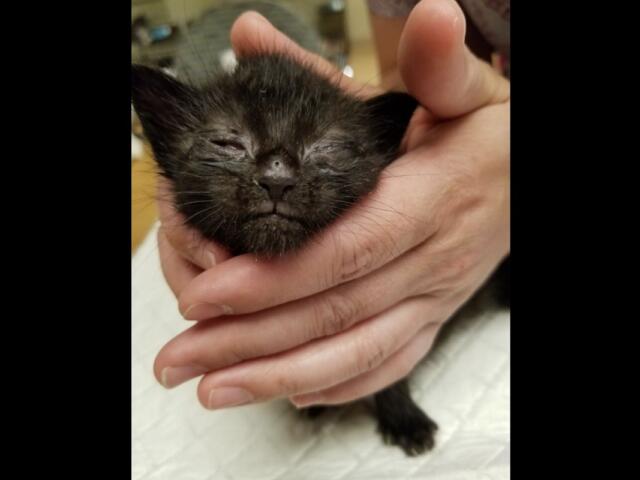Tiny black kitten cradled gently in an adult's hands, eyes closed and sleeping.