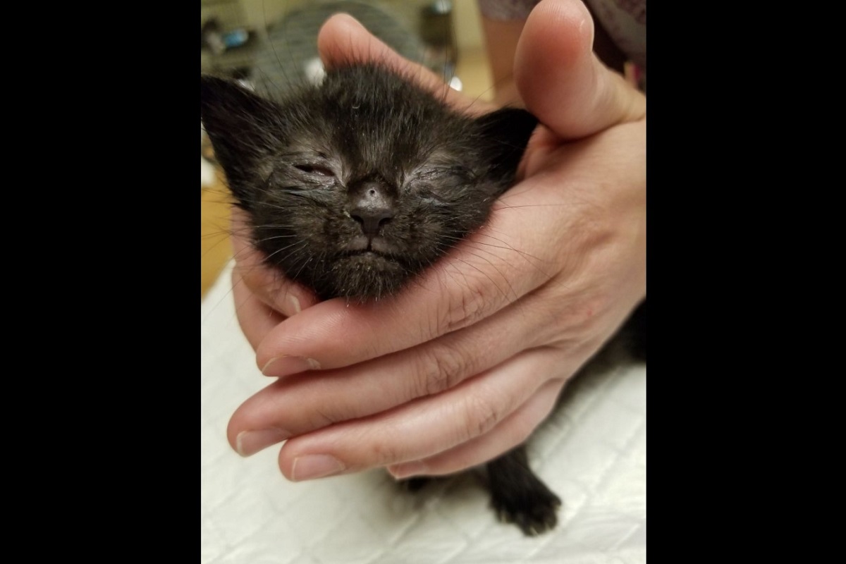 Tiny black kitten cradled gently in an adult's hands, eyes closed and sleeping.