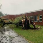 Fallen tree blocks a wet road in front of a red-brick building after a storm, with broken branches scattered nearby.