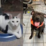 Split image of a white cat with black markings lounging in a blue litter box on the left, and a black dog wearing an orange bandana sitting indoors and panting on the right.