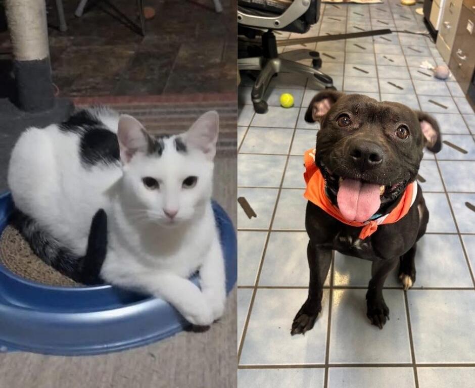 Split image of a white cat with black markings lounging in a blue litter box on the left, and a black dog wearing an orange bandana sitting indoors and panting on the right.