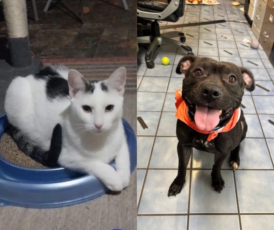 Split image of a white cat with black markings lounging in a blue litter box on the left, and a black dog wearing an orange bandana sitting indoors and panting on the right.