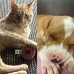 Left: orange tabby cat with green eyes relaxing on a carpet beside a pink yarn ball; right: sleeping beagle puppy on a pink blanket.