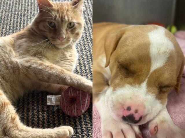 Left: orange tabby cat with green eyes relaxing on a carpet beside a pink yarn ball; right: sleeping beagle puppy on a pink blanket.