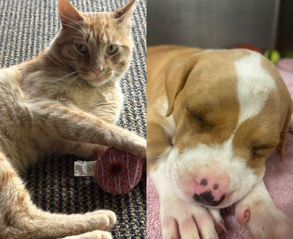 Left: orange tabby cat with green eyes relaxing on a carpet beside a pink yarn ball; right: sleeping beagle puppy on a pink blanket.