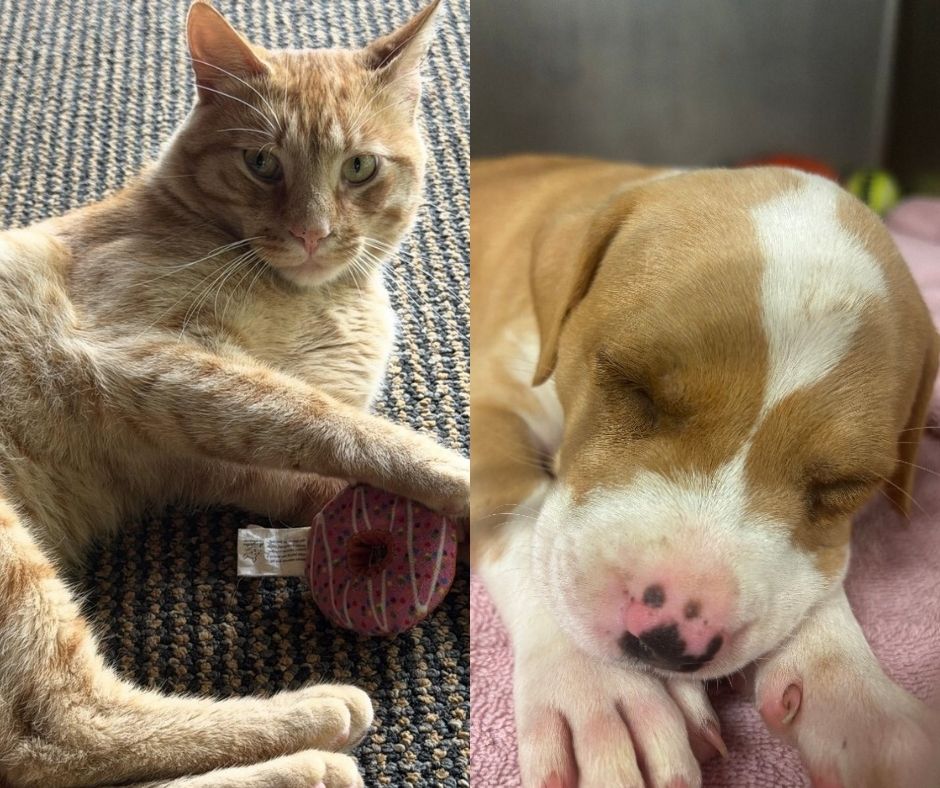 Left: orange tabby cat with green eyes relaxing on a carpet beside a pink yarn ball; right: sleeping beagle puppy on a pink blanket.