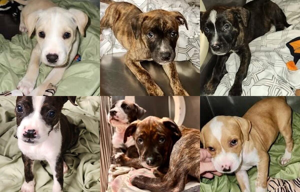 collage of six mixed-breed puppies on blankets, each puppy with different coat colors, looking at the camera or curiously at the viewer.