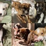 collage of six mixed-breed puppies on blankets, each puppy with different coat colors, looking at the camera or curiously at the viewer.