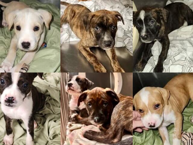 collage of six mixed-breed puppies on blankets, each puppy with different coat colors, looking at the camera or curiously at the viewer.