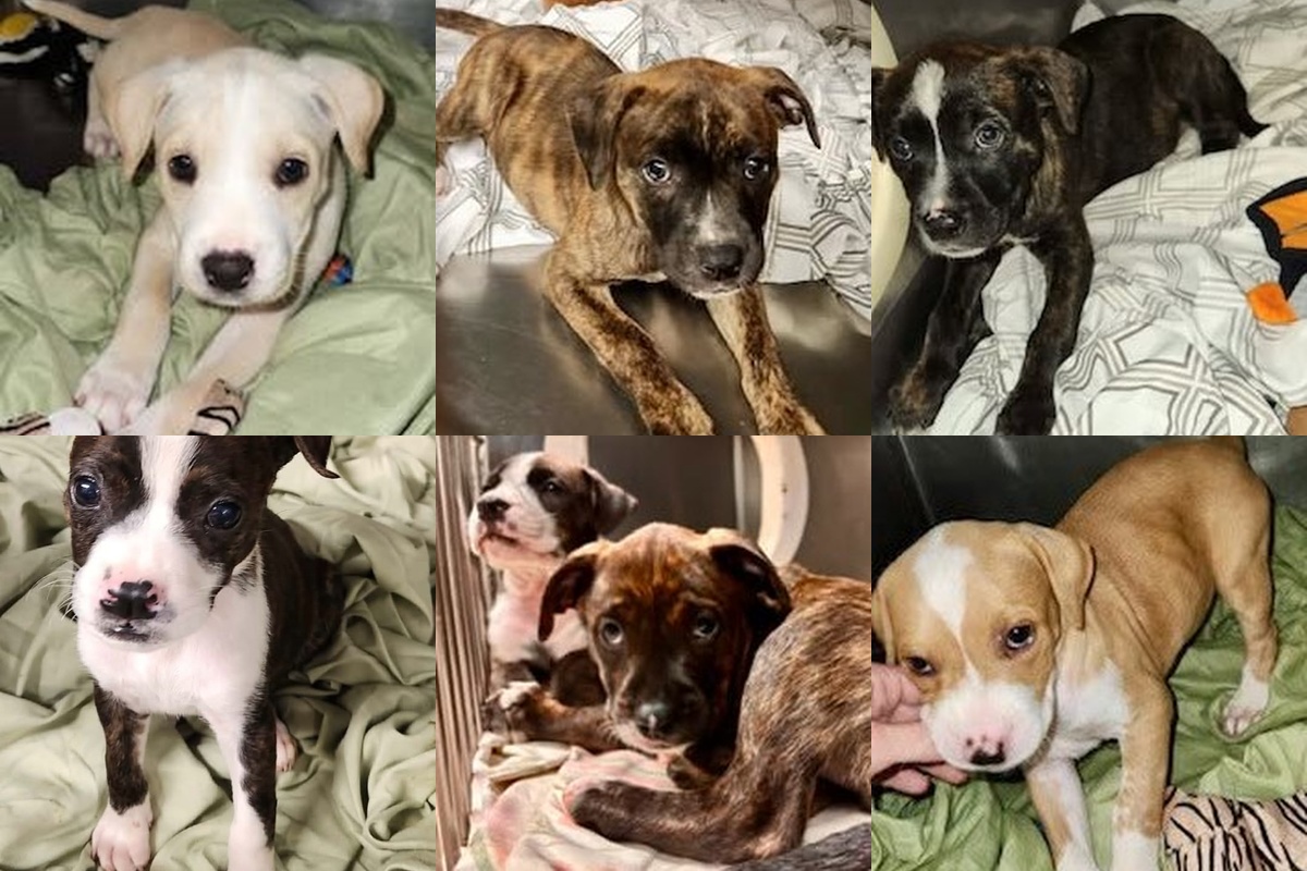 collage of six mixed-breed puppies on blankets, each puppy with different coat colors, looking at the camera or curiously at the viewer.
